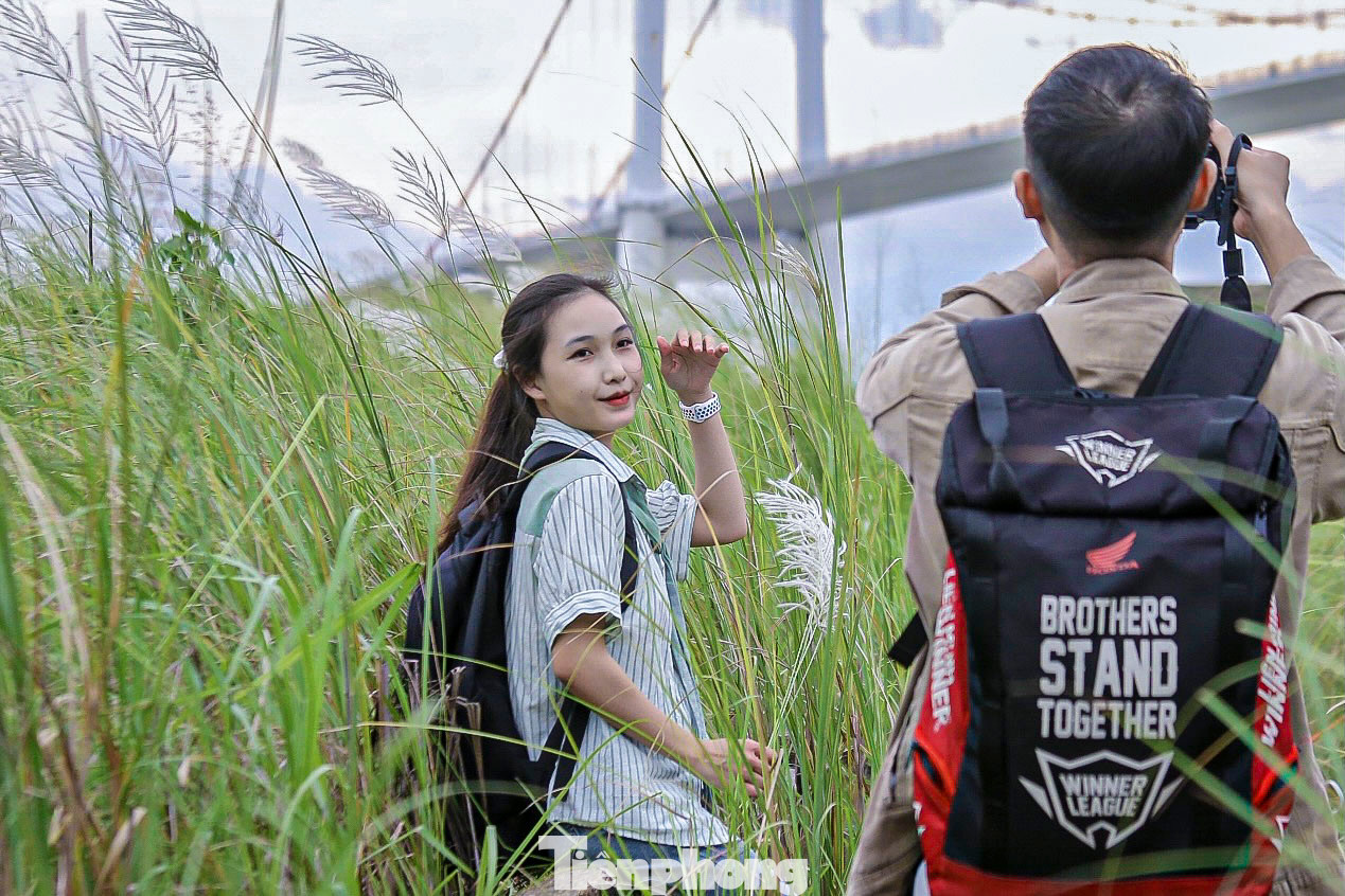 Cánh đồng cỏ lau cũng là nơi yêu thích của nhiều người đến săn ảnh đẹp. Cánh đồng cỏ lau cũng là nơi yêu thích của nhiều người đến săn ảnh đẹp.