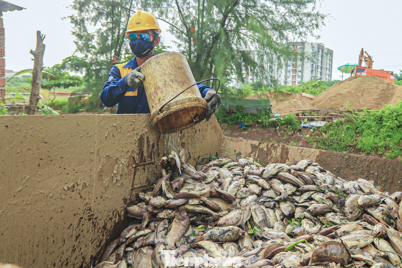 Các kênh nước ở Đà Nẵng thường xuyên xảy ra tình trạng cá chết sau những trận mưa lớn. Các kênh nước ở Đà Nẵng thường xuyên xảy ra tình trạng cá chết sau những trận mưa lớn.