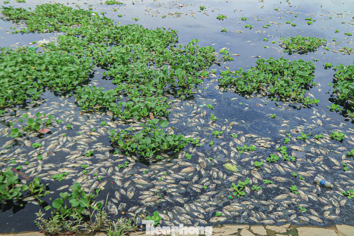 Ghi nhận của Tiền Phong, sáng 22/7, tại hồ Liên Chiểu (quận Liên Chiểu, thành phố Đà Nẵng) xác cá chết nổi từng mảng trên mặt nước bốc mùi hôi gây ô nhiễm. Ghi nhận của Tiền Phong, sáng 22/7, tại hồ Liên Chiểu (quận Liên Chiểu, thành phố Đà Nẵng) xác cá chết nổi từng mảng trên mặt nước bốc mùi hôi gây ô nhiễm.