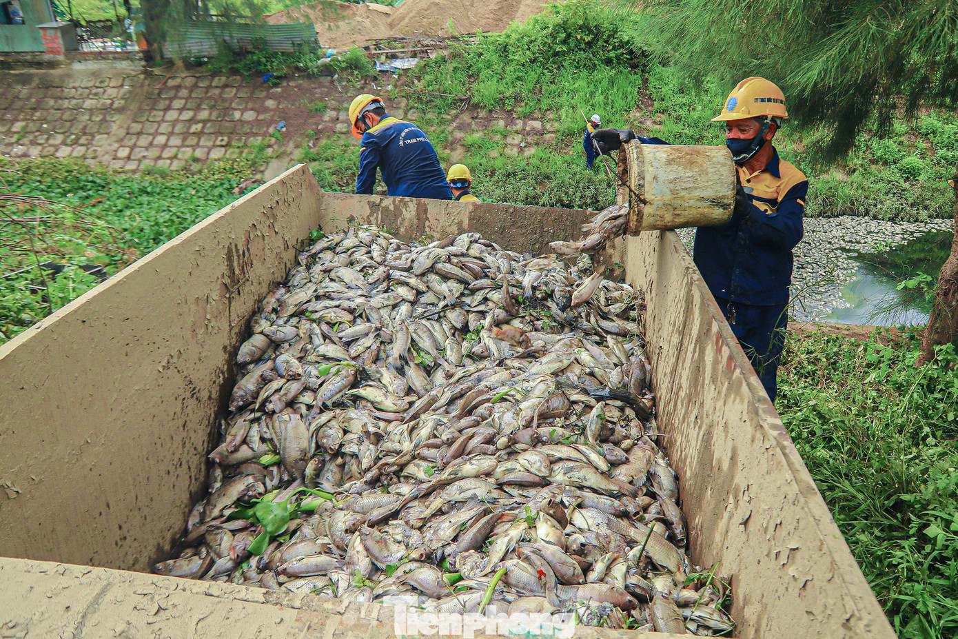 Các kênh nước ở Đà Nẵng thường xuyên xảy ra tình trạng cá chết sau những trận mưa lớn. Các kênh nước ở Đà Nẵng thường xuyên xảy ra tình trạng cá chết sau những trận mưa lớn.