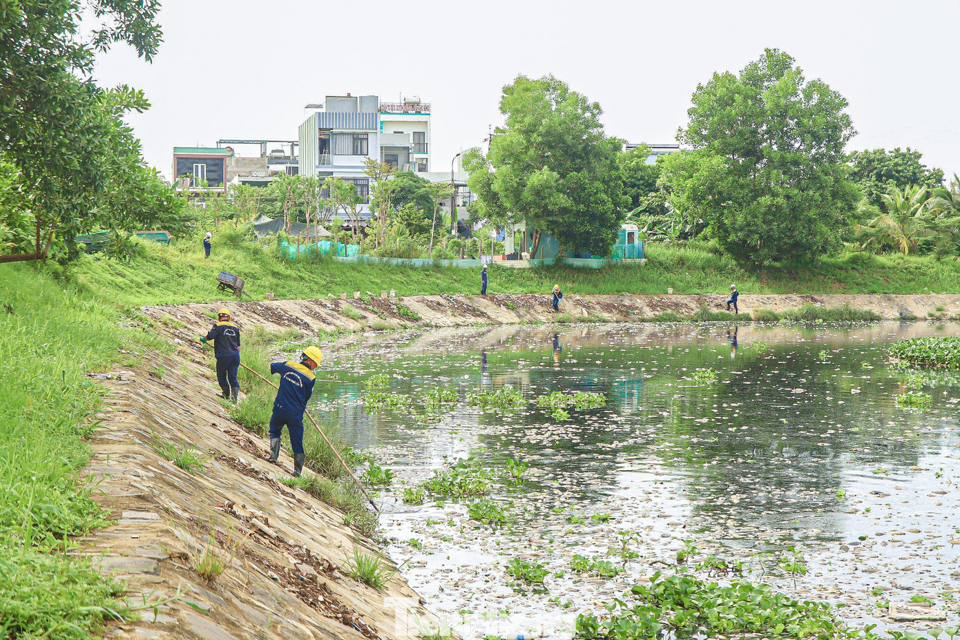 Theo người dân, cứ sau mỗi lần mưa lớn là cá lại chết rất nhiều. Theo người dân, cứ sau mỗi lần mưa lớn là cá lại chết rất nhiều.