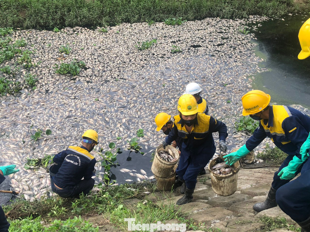 Ông Hà Văn Thành, Giám đốc Công ty Thoát nước và Xử lý nước thải Đà Nẵng cho biết, công ty đang phối hợp với quận và các đơn vị liên quan để đi kiểm tra kênh tìm hiểu nguyên nhân cá chết. Đồng thời, đã điều động nhiều nhân viên tích cực vớt, cố gắng làm xong trong ngày hôm nay tránh gây ảnh hưởng cho người dân. Ông Hà Văn Thành, Giám đốc Công ty Thoát nước và Xử lý nước thải Đà Nẵng cho biết, công ty đang phối hợp với quận và các đơn vị liên quan để đi kiểm tra kênh tìm hiểu nguyên nhân cá chết. Đồng thời, đã điều động nhiều nhân viên tích cực vớt, cố gắng làm xong trong ngày hôm nay tránh gây ảnh hưởng cho người dân.