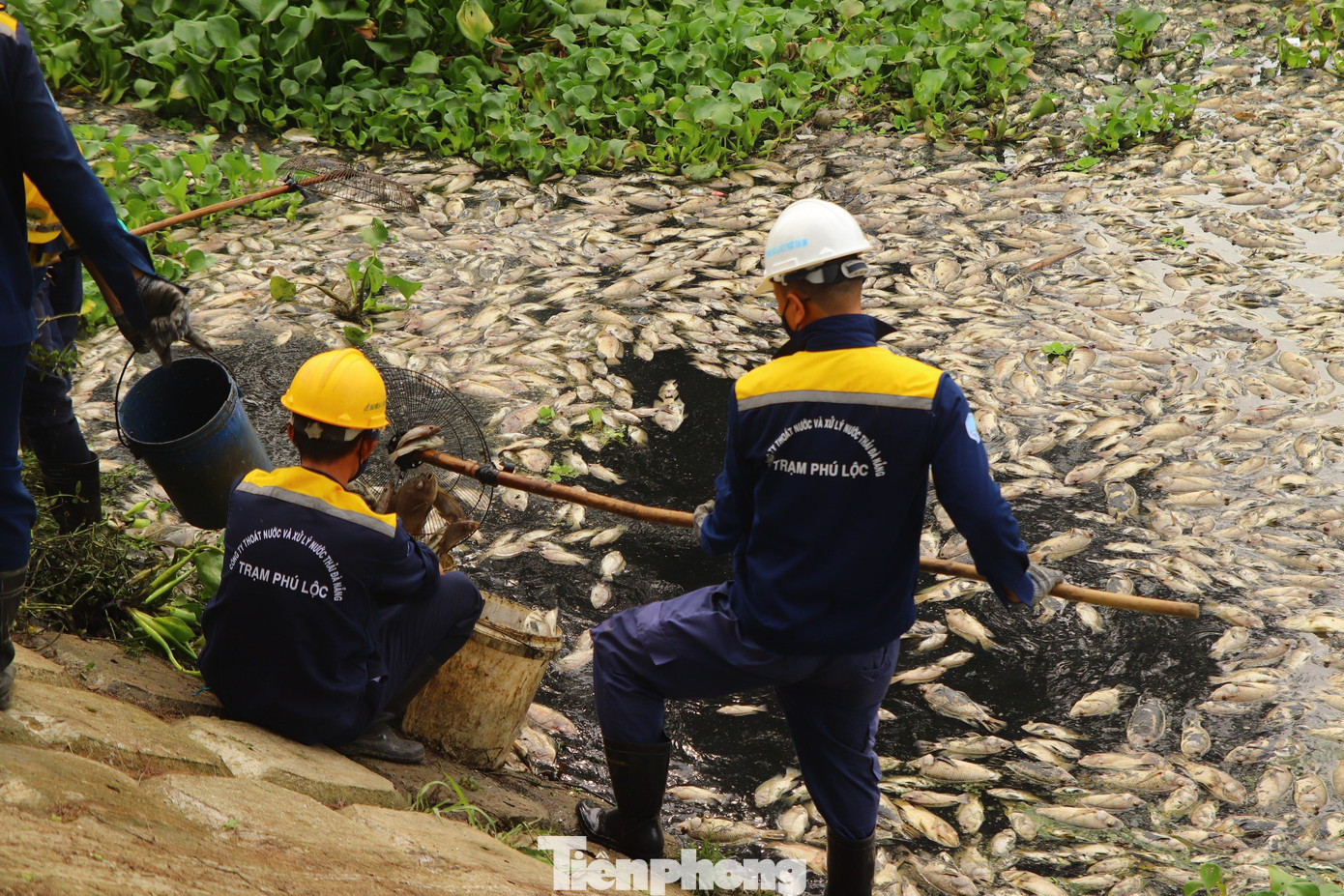 Công nhân Công ty Thoát nước và Xử lý nước thải Đà Nẵng vớt và thu dọn xác cá trên kênh. Công nhân Công ty Thoát nước và Xử lý nước thải Đà Nẵng vớt và thu dọn xác cá trên kênh.