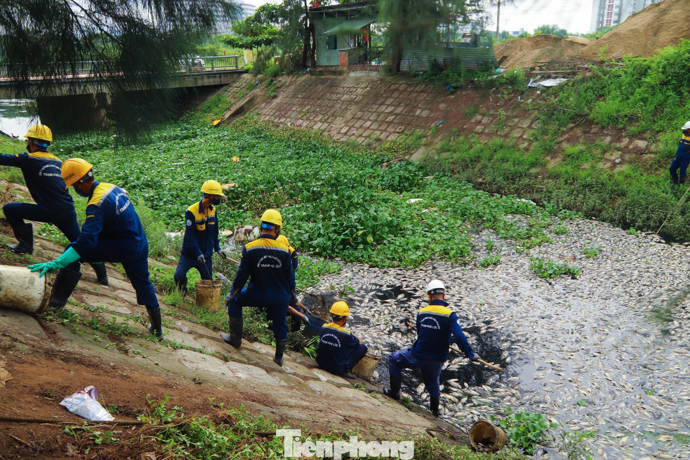 Công nhân Công ty Thoát nước và Xử lý nước thải Đà Nẵng vớt và thu dọn xác cá trên kênh. Công nhân Công ty Thoát nước và Xử lý nước thải Đà Nẵng vớt và thu dọn xác cá trên kênh.