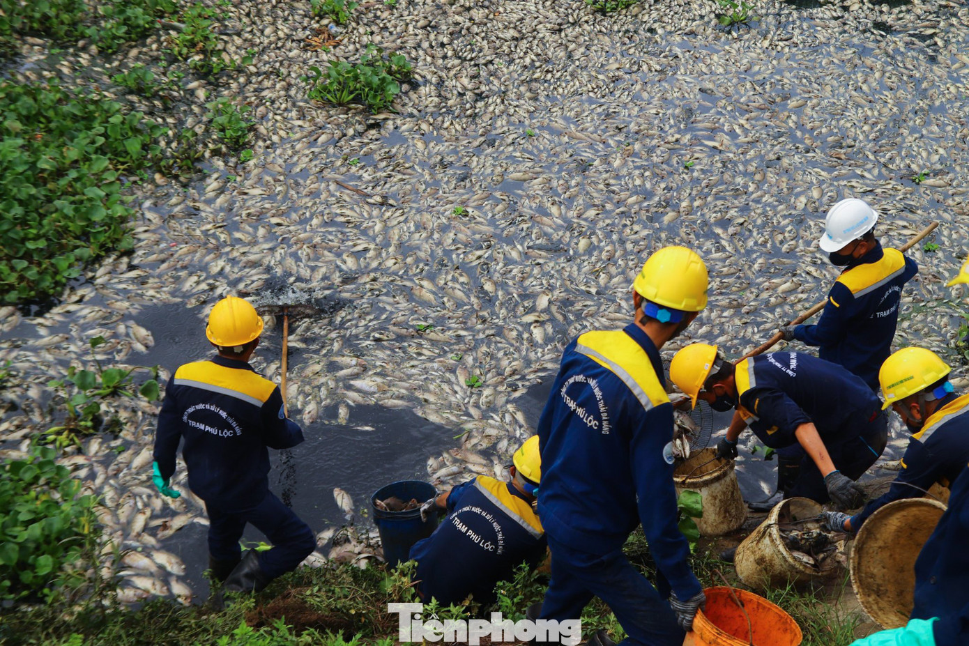 Công nhân Công ty Thoát nước và Xử lý nước thải Đà Nẵng vớt và thu dọn xác cá trên kênh. Công nhân Công ty Thoát nước và Xử lý nước thải Đà Nẵng vớt và thu dọn xác cá trên kênh.