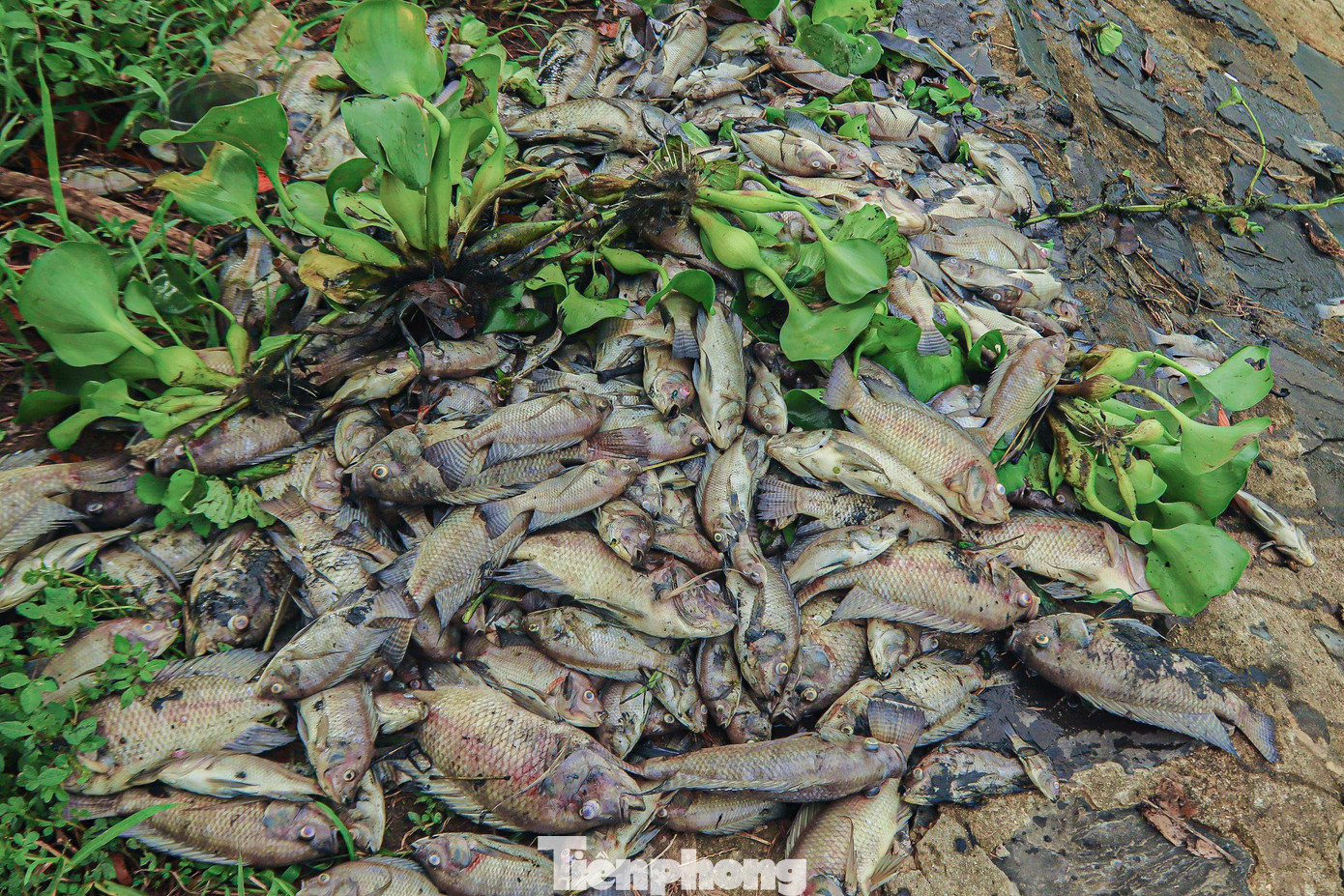Cá chết chủ yếu là cá rô phi to bằng bàn tay. Xác cá đều đang trong giai đoạn phân hủy, nổi lềnh bềnh trên mặt nước. Cá chết chủ yếu là cá rô phi to bằng bàn tay. Xác cá đều đang trong giai đoạn phân hủy, nổi lềnh bềnh trên mặt nước.