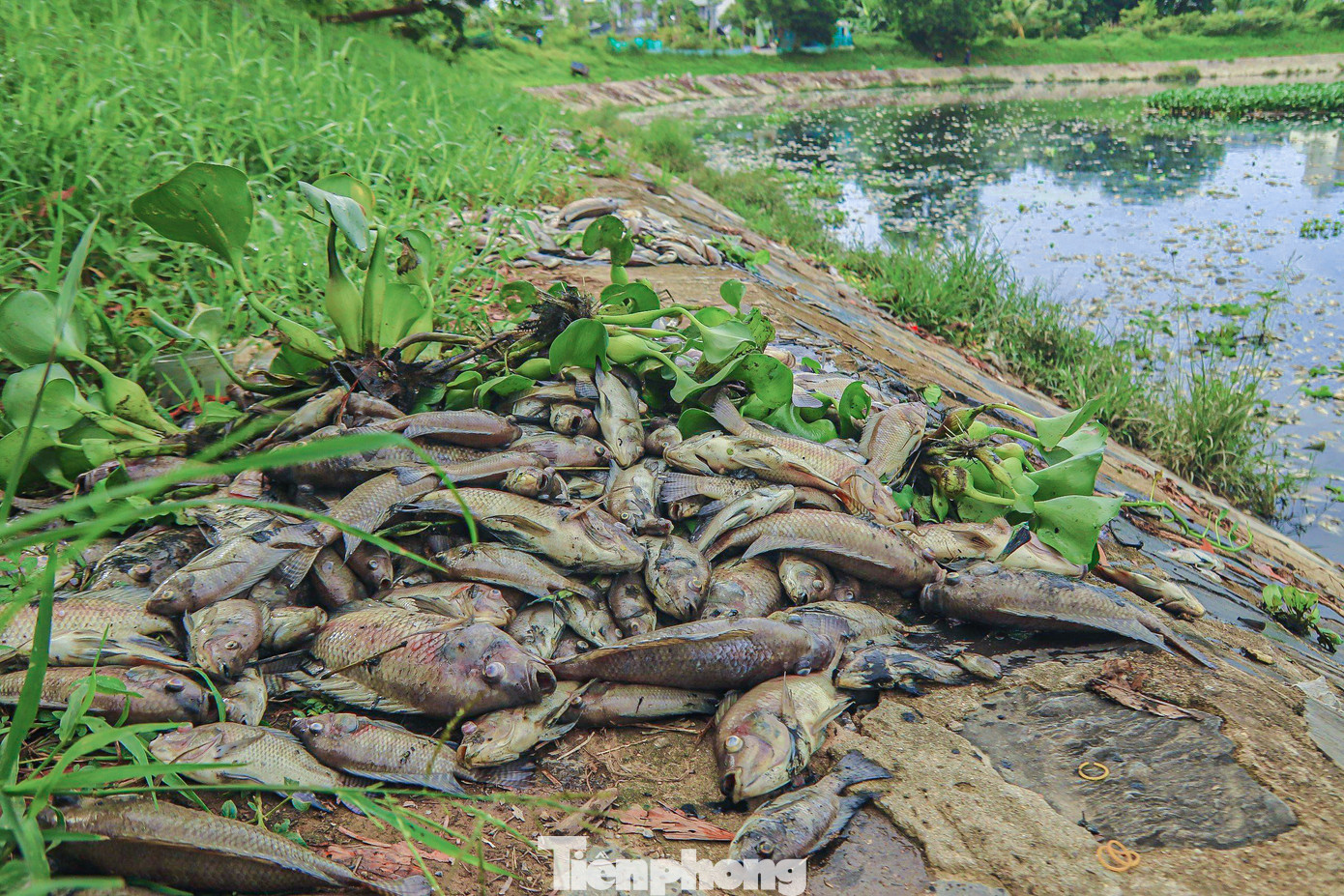 Cá chết chủ yếu là cá rô phi to bằng bàn tay. Xác cá đều đang trong giai đoạn phân hủy, nổi lềnh bềnh trên mặt nước. Cá chết chủ yếu là cá rô phi to bằng bàn tay. Xác cá đều đang trong giai đoạn phân hủy, nổi lềnh bềnh trên mặt nước.