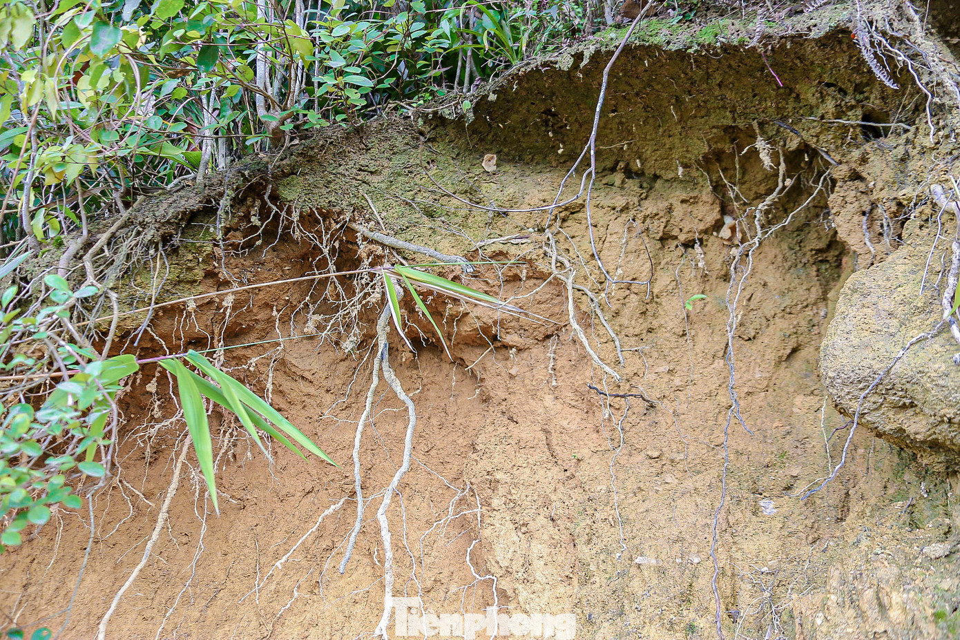 Trước tình hình diễn biến phức tạp của bão số 6 (bão Trà Mi), nhiều điểm nguy cơ sạt lở trên núi Sơn Trà đang tiềm ẩn nguy hiểm.