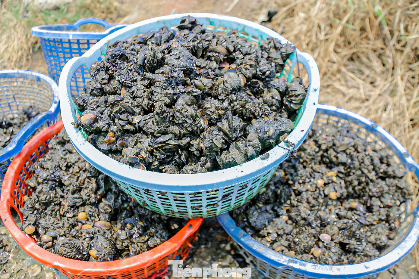 Vẹm cũng được thương lái mua về để làm thức ăn cho cá.