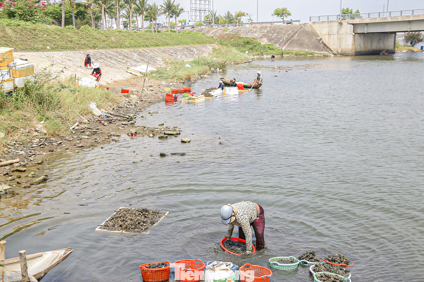 Cứ 6 giờ sáng mỗi ngày, khi nước bắt đầu rút là lúc người dân sống ven sông Cổ Cò lại lội bùn, ngâm mình dưới nước để mò sìa. Theo người dân, nghề mò sìa phụ thuộc vào thời tiết và mực nước, nếu nước dâng cao thì không thể mò được.