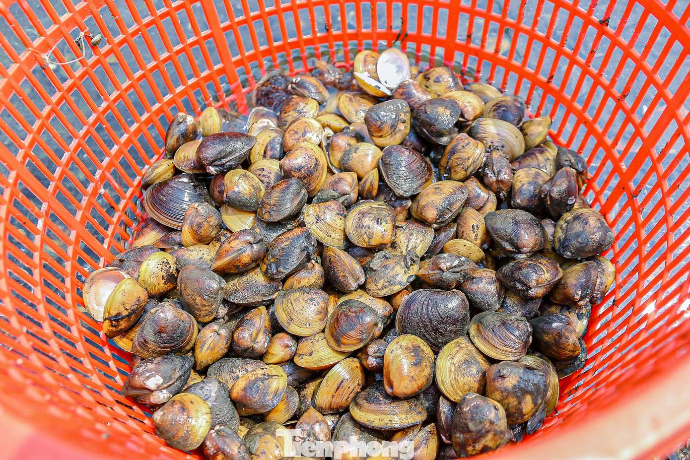 ... sau đó để ráo nước chờ thương lái đến thu mua.