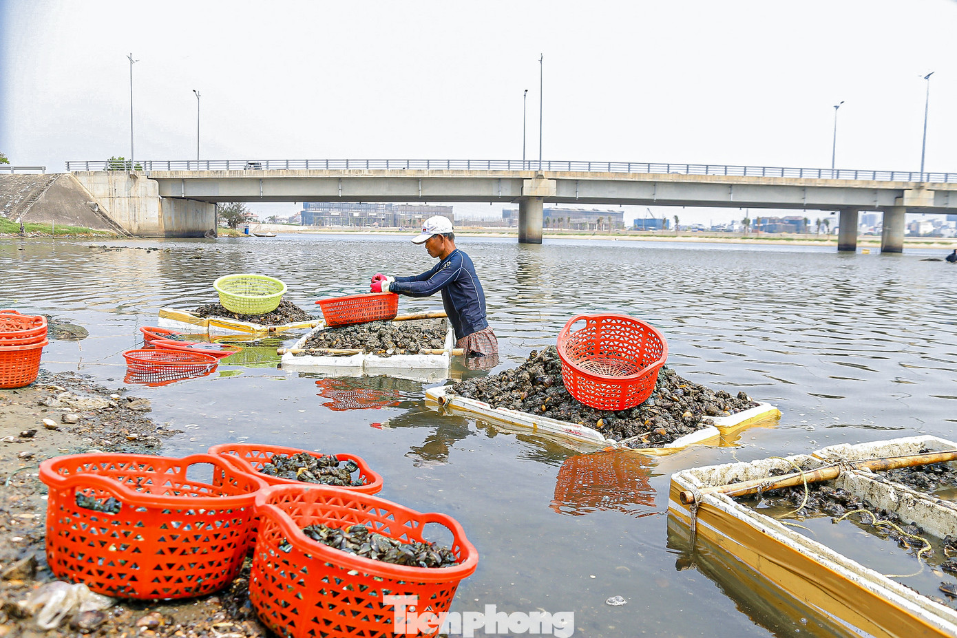 Cứ 6 giờ sáng mỗi ngày, khi nước bắt đầu rút là lúc người dân sống ven sông Cổ Cò lại lội bùn, ngâm mình dưới nước để mò sìa. Theo người dân, nghề mò sìa phụ thuộc vào thời tiết và mực nước, nếu nước dâng cao thì không thể mò được.