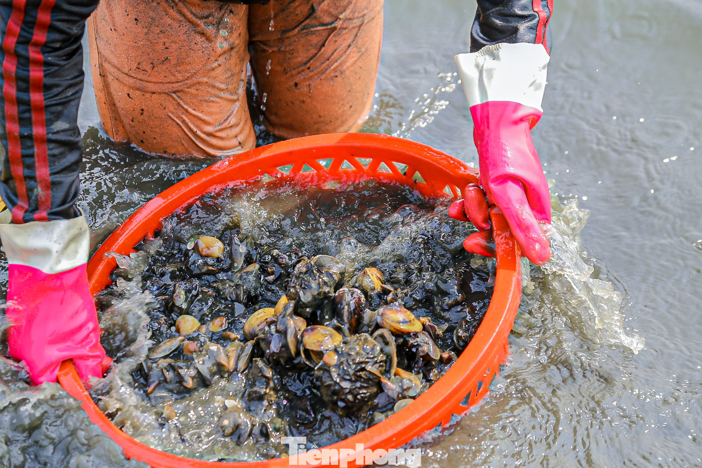 Chị Phước chia sẻ thêm, nghề này tuy nhẹ nhàng nhưng phải chịu khó, khom người nhiều nên rất mỏi lưng. Người mò sìa phải đi chân đất nên hết sức cẩn thận, nếu không dẫm phải mảnh chai hay vỏ sìa thì rất nguy hiểm.