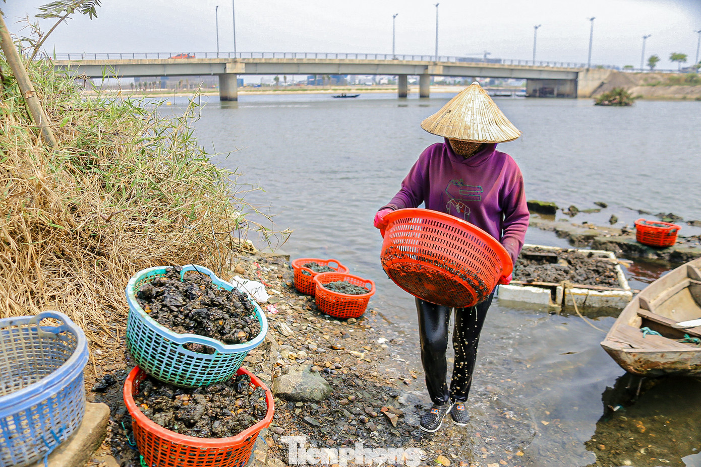 ... sau đó để ráo nước chờ thương lái đến thu mua.