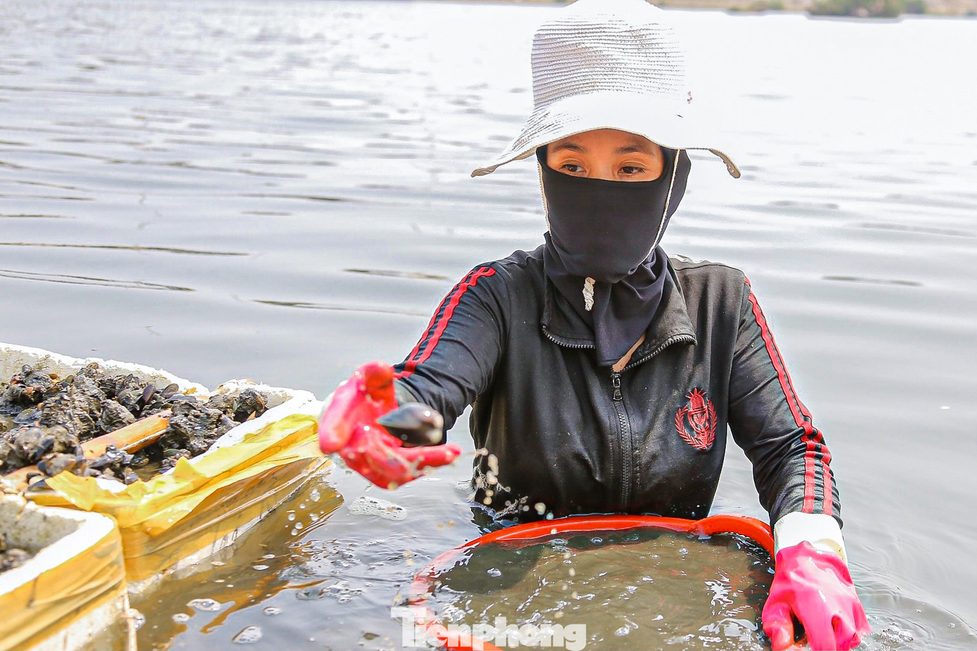 Đang làm sạch sìa chờ thương lái đến mua, chị Nguyễn Thị Phước (trú phường Nại Hiên Đông) cho hay: “Đang vào mùa, sìa nhiều nên giá không được cao, 1kg sìa thương lái thu mua khoảng 5.000 – 10.000 đồng. Nhưng nếu chịu khó mò một ngày cũng kiếm được vài trăm ngàn. Hôm nay tôi đến trễ nhưng mò được khoảng 30kg rồi, giờ làm sạch rồi cho vào bao chờ thương lái đến mang đi thôi”.