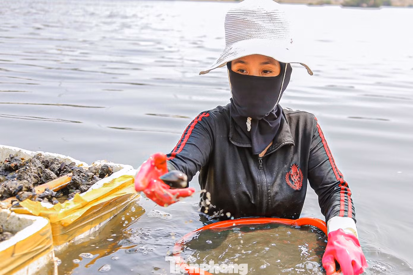 Đang làm sạch sìa chờ thương lái đến mua, chị Nguyễn Thị Phước (trú phường Nại Hiên Đông) cho hay: “Đang vào mùa, sìa nhiều nên giá không được cao, 1kg sìa thương lái thu mua khoảng 5.000 – 10.000 đồng. Nhưng nếu chịu khó mò một ngày cũng kiếm được vài trăm ngàn. Hôm nay tôi đến trễ nhưng mò được khoảng 30kg rồi, giờ làm sạch rồi cho vào bao chờ thương lái đến mang đi thôi”.