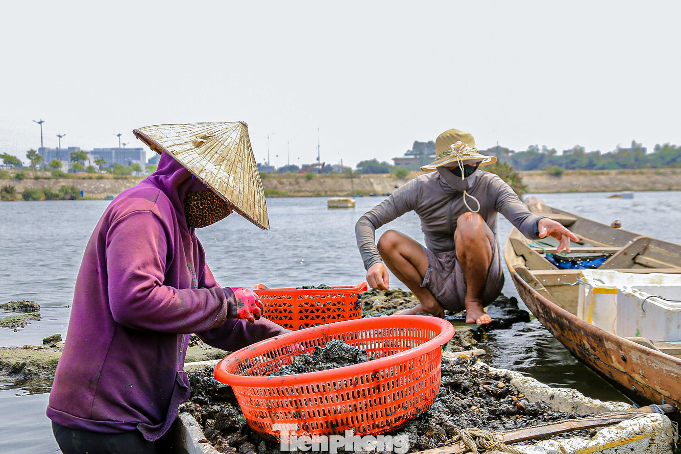 Những ngày này, dọc sông Cổ Cò (phường Hòa Hải, quận Ngũ Hành Sơn), nhiều người lại kéo nhau đi mò sìa, vẹm. Sìa là một loại nghêu nước lợ có giá trị dinh dưỡng cao, chế biến được nhiều món ăn ngon, và giúp họ kiếm thêm thu nhập.