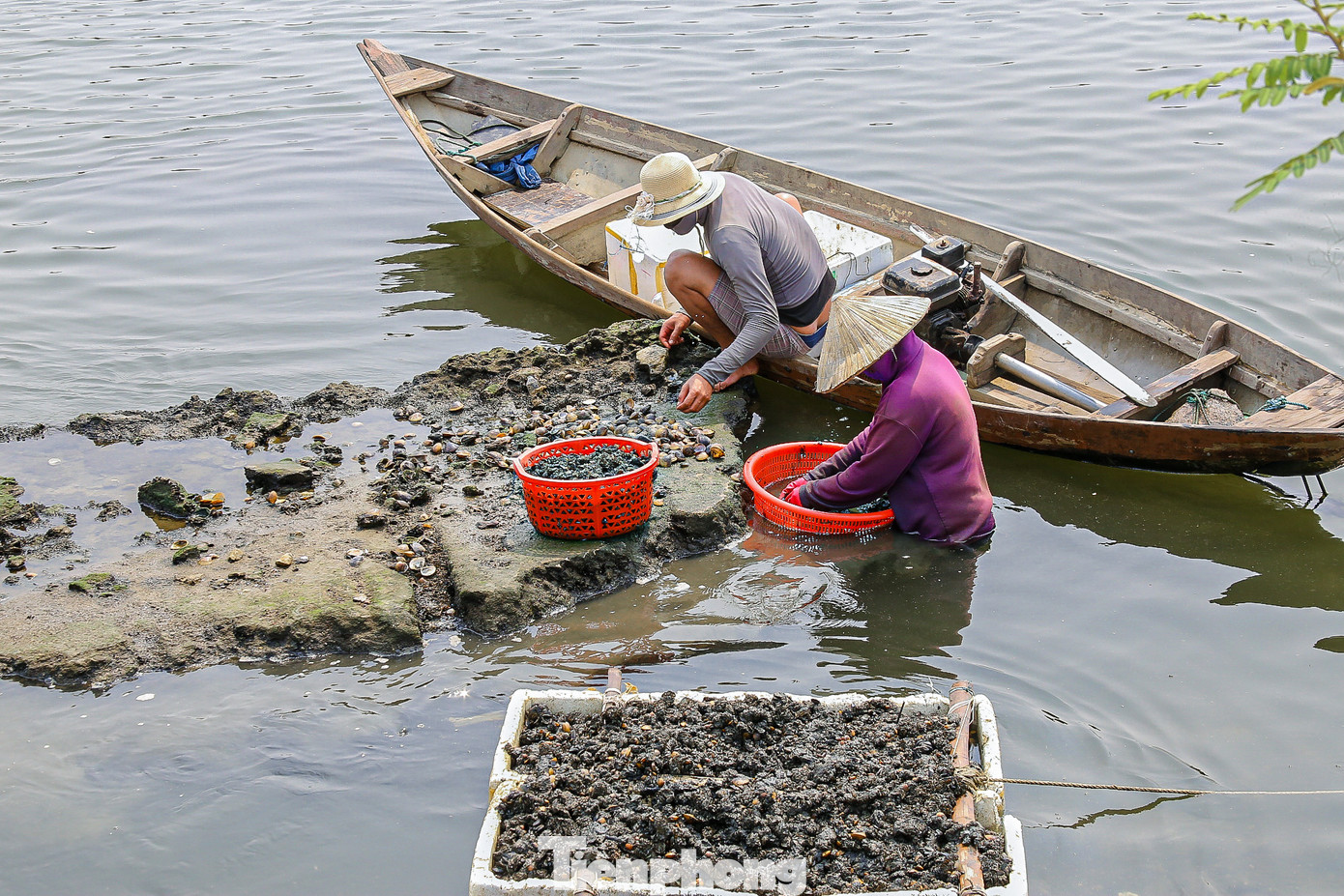 Sau khi sìa đầy thùng sẽ được đưa vào bờ để làm sạch...
