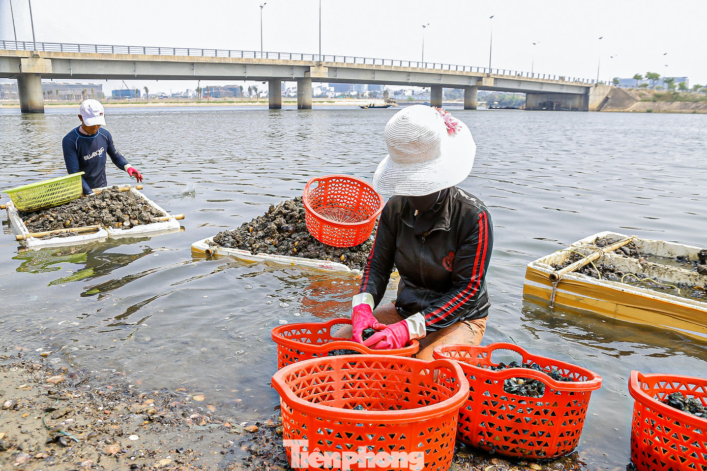 Những ngày này, dọc sông Cổ Cò (phường Hòa Hải, quận Ngũ Hành Sơn), nhiều người lại kéo nhau đi mò sìa, vẹm. Sìa là một loại nghêu nước lợ có giá trị dinh dưỡng cao, chế biến được nhiều món ăn ngon, và giúp họ kiếm thêm thu nhập.