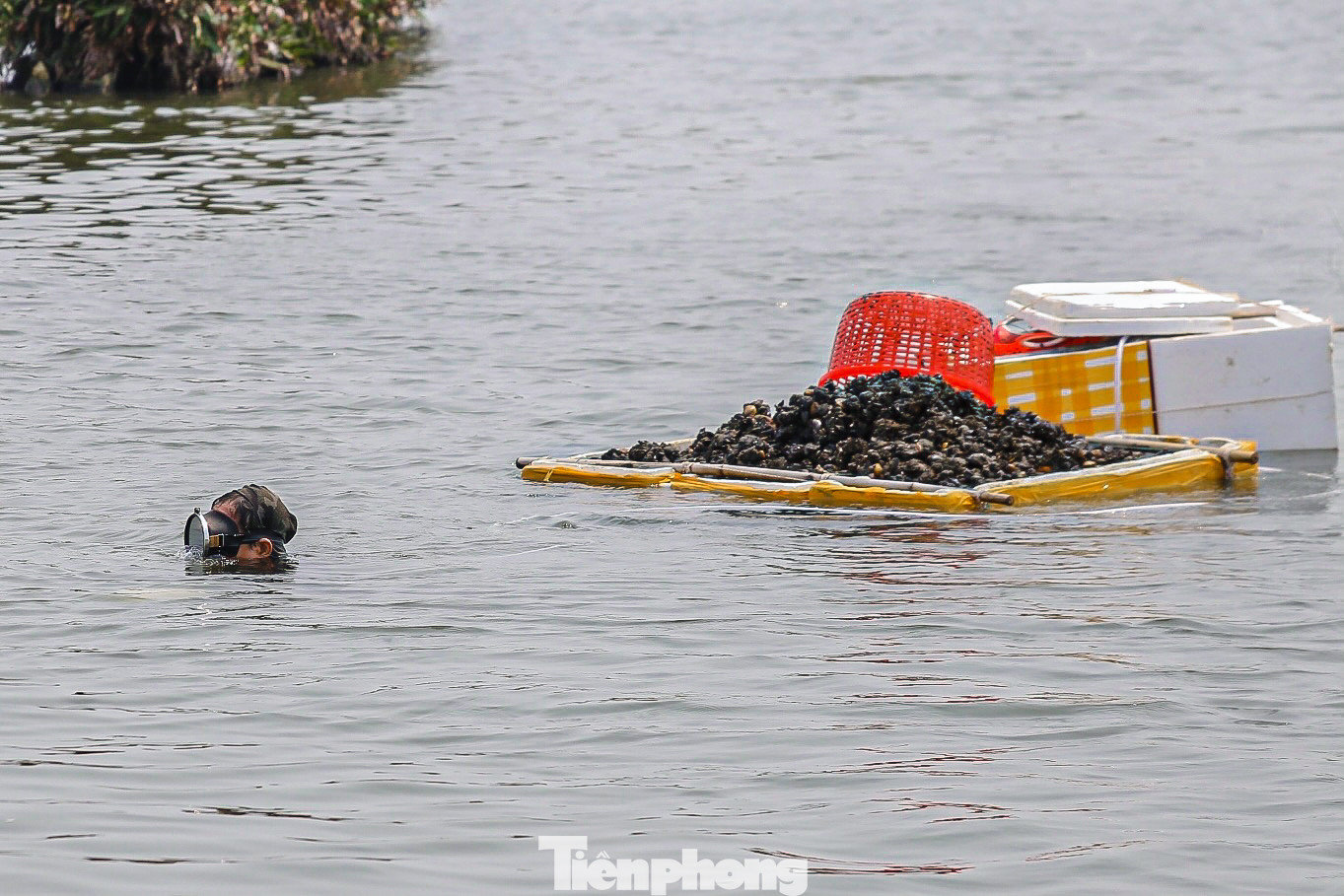 Nhiều người ngụp lặn dưới chỗ nước sâu để mò được sìa to.