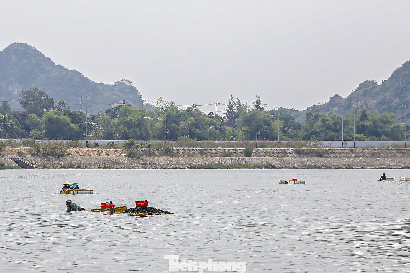 Nhiều người ngụp lặn dưới chỗ nước sâu để mò được sìa to.