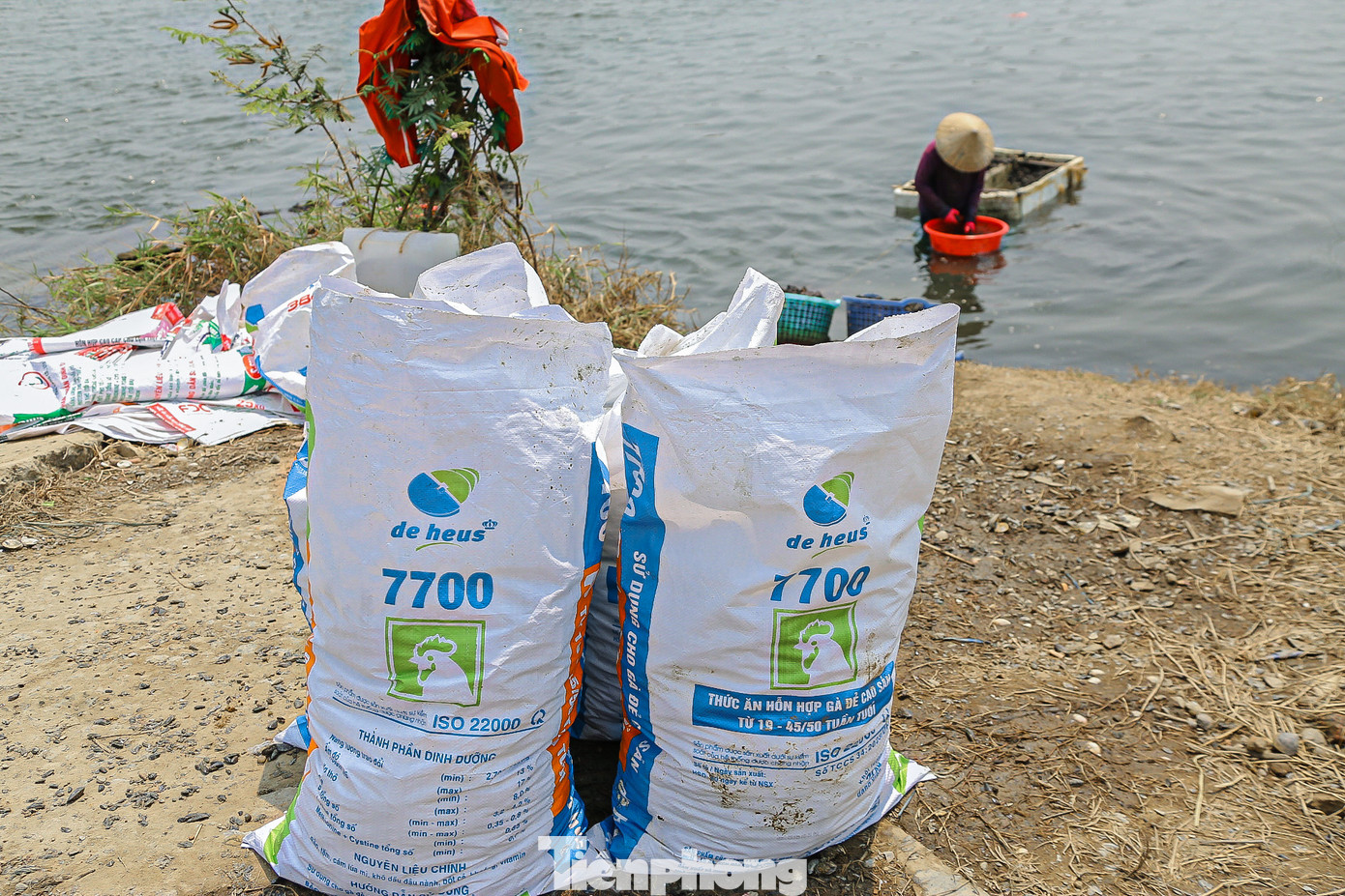 Những bao sìa đầy ắp là thành quả của người dân trong một buổi sáng làm việc vất vả.