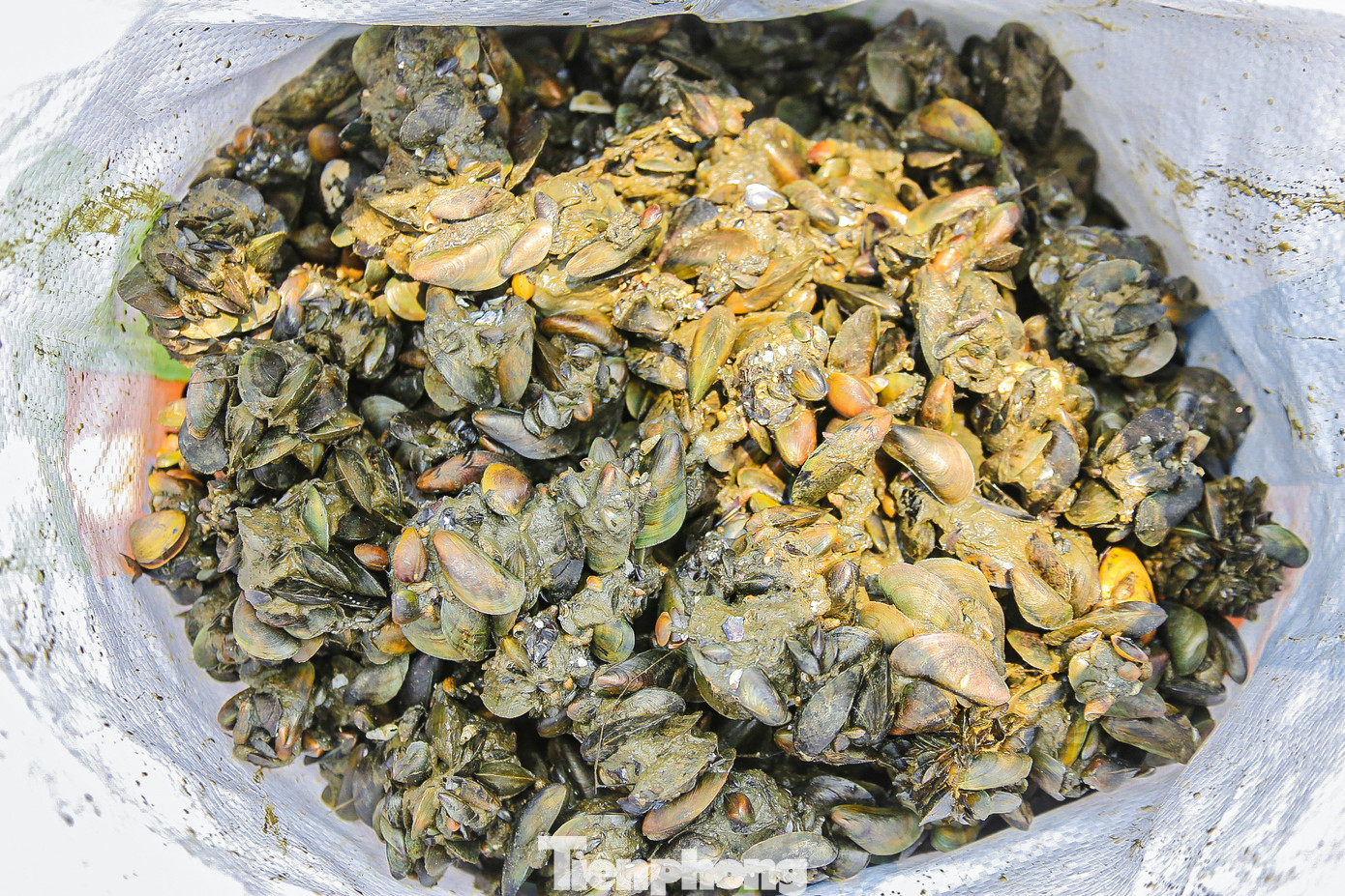 Vẹm cũng được thương lái mua về để làm thức ăn cho cá.