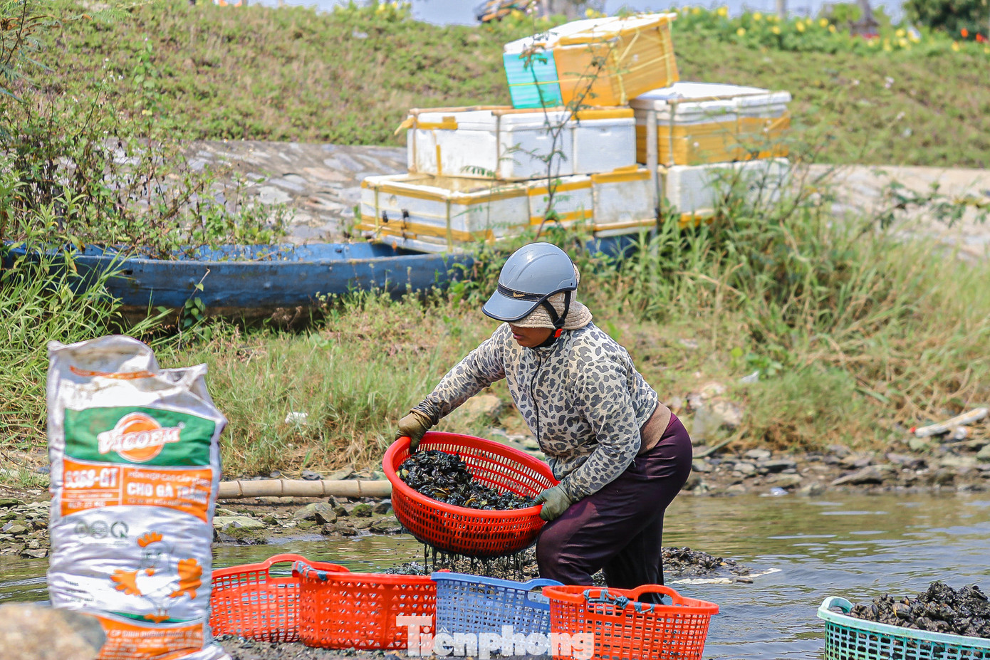 ... sau đó để ráo nước chờ thương lái đến thu mua.