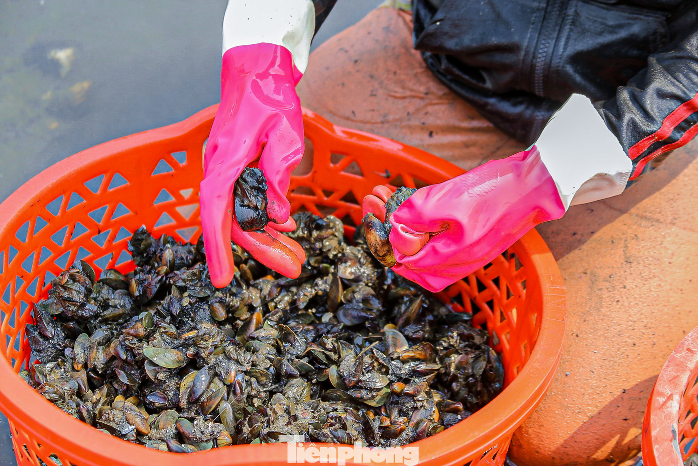 Chị Phước chia sẻ thêm, nghề này tuy nhẹ nhàng nhưng phải chịu khó, khom người nhiều nên rất mỏi lưng. Người mò sìa phải đi chân đất nên hết sức cẩn thận, nếu không dẫm phải mảnh chai hay vỏ sìa thì rất nguy hiểm.