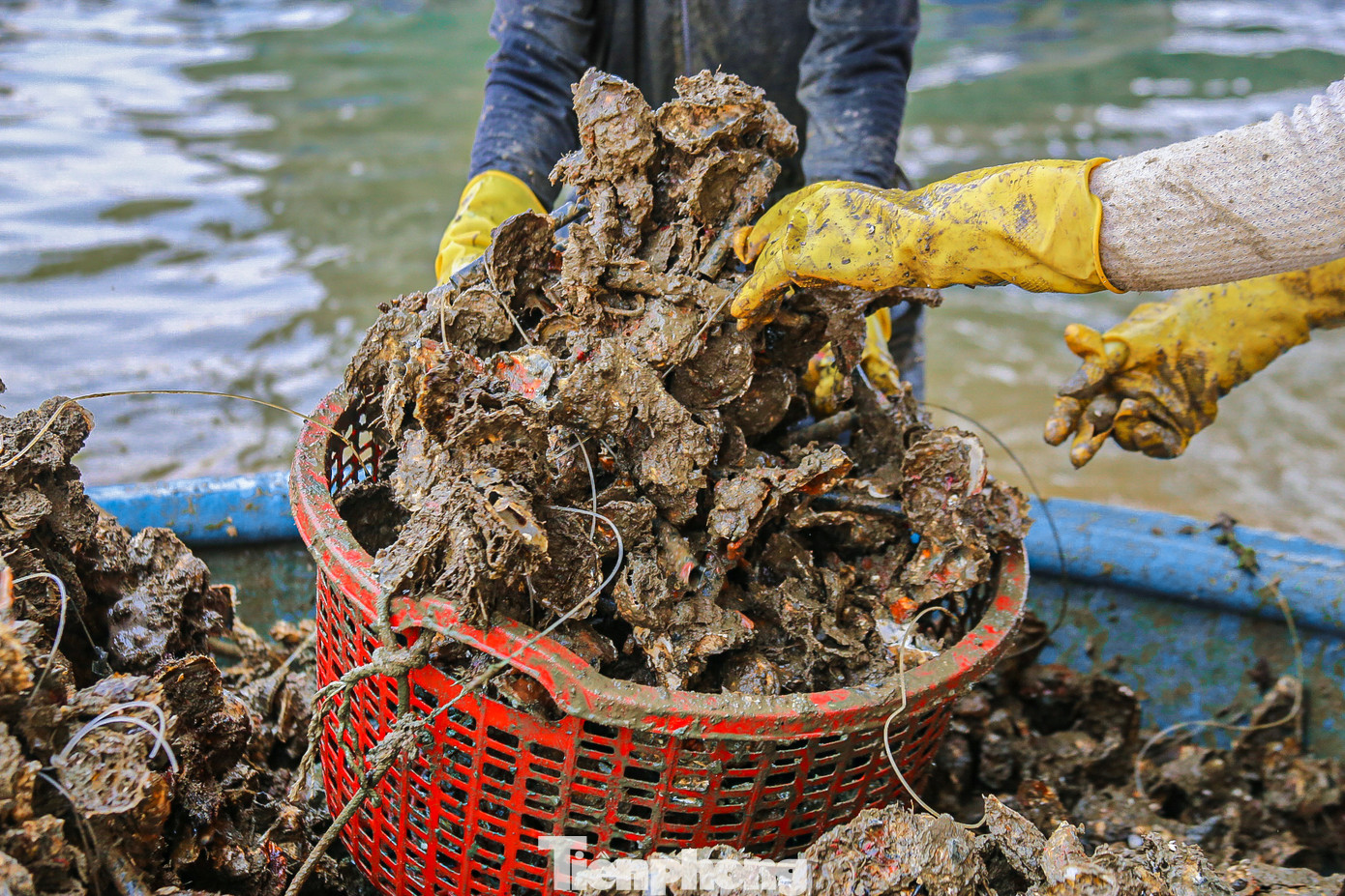 Việc tách, chẻ hàu ra khỏi những dây cáp dùng để nuôi hàu rất khó khăn, đòi hỏi phải có sự khéo léo và sức khỏe.