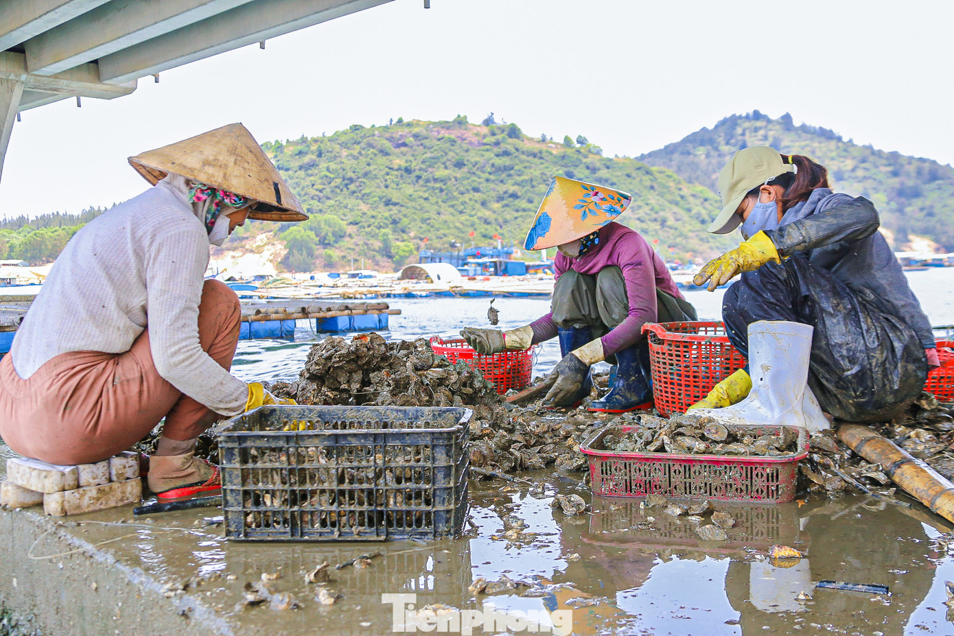 Theo ghi nhận, từ 6h sáng, hàng chục người đã có mặt dưới chân cầu Đề Gi để chuẩn bị cho ngày làm việc của mình. Họ vớt những dây hàu đã được thả dưới bè gỗ từ những tháng trước rồi bắt đầu gỡ hàu thu hoạch.