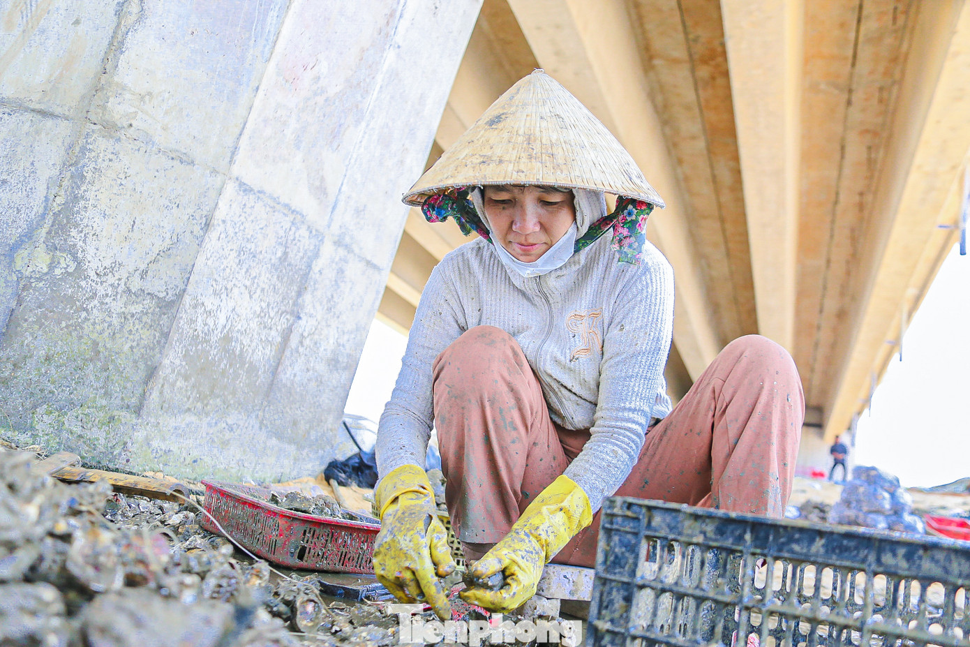 Chị Bùi Thu Thủy, trú thôn An Quang (xã Cát Khánh, tỉnh Bình Định) cho biết, hàu được người dân ở đây thu hoạch là hàu tự nhiên, là món ăn được rất nhiều người ưa thích. “Năm nào tới mùa tôi cũng tất bật như vậy, đang vào vụ chính nên phải làm liên tục. Hiện tôi đang thuê 3 nhân công để thu hoạch hàu mới mong kịp cho thương lái thu mua”, chị Thủy nói.
