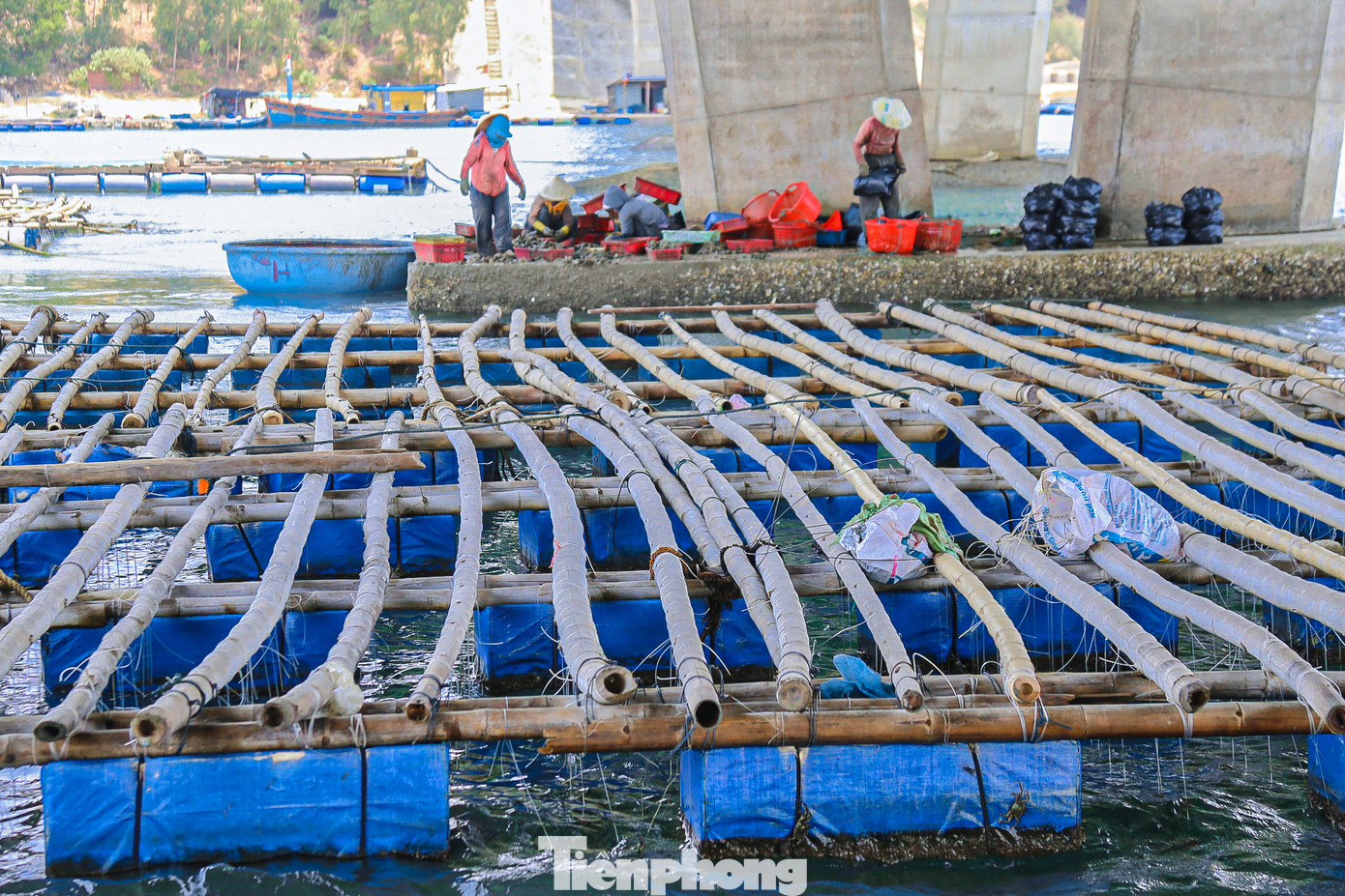 Dọc đầm dưới chân Đề Gi hàng loạt bè được người dân dùng để nuôi hàu.