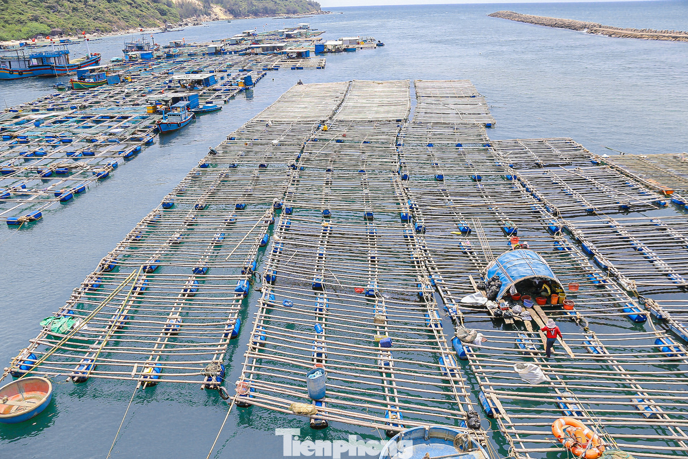 Dọc đầm dưới chân Đề Gi hàng loạt bè được người dân dùng để nuôi hàu.