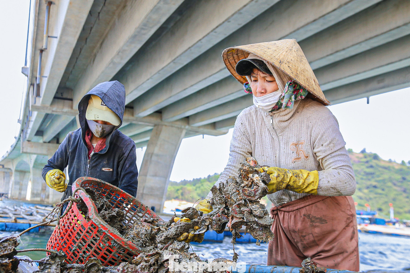 Việc tách, chẻ hàu ra khỏi những dây cáp dùng để nuôi hàu rất khó khăn, đòi hỏi phải có sự khéo léo và sức khỏe.
