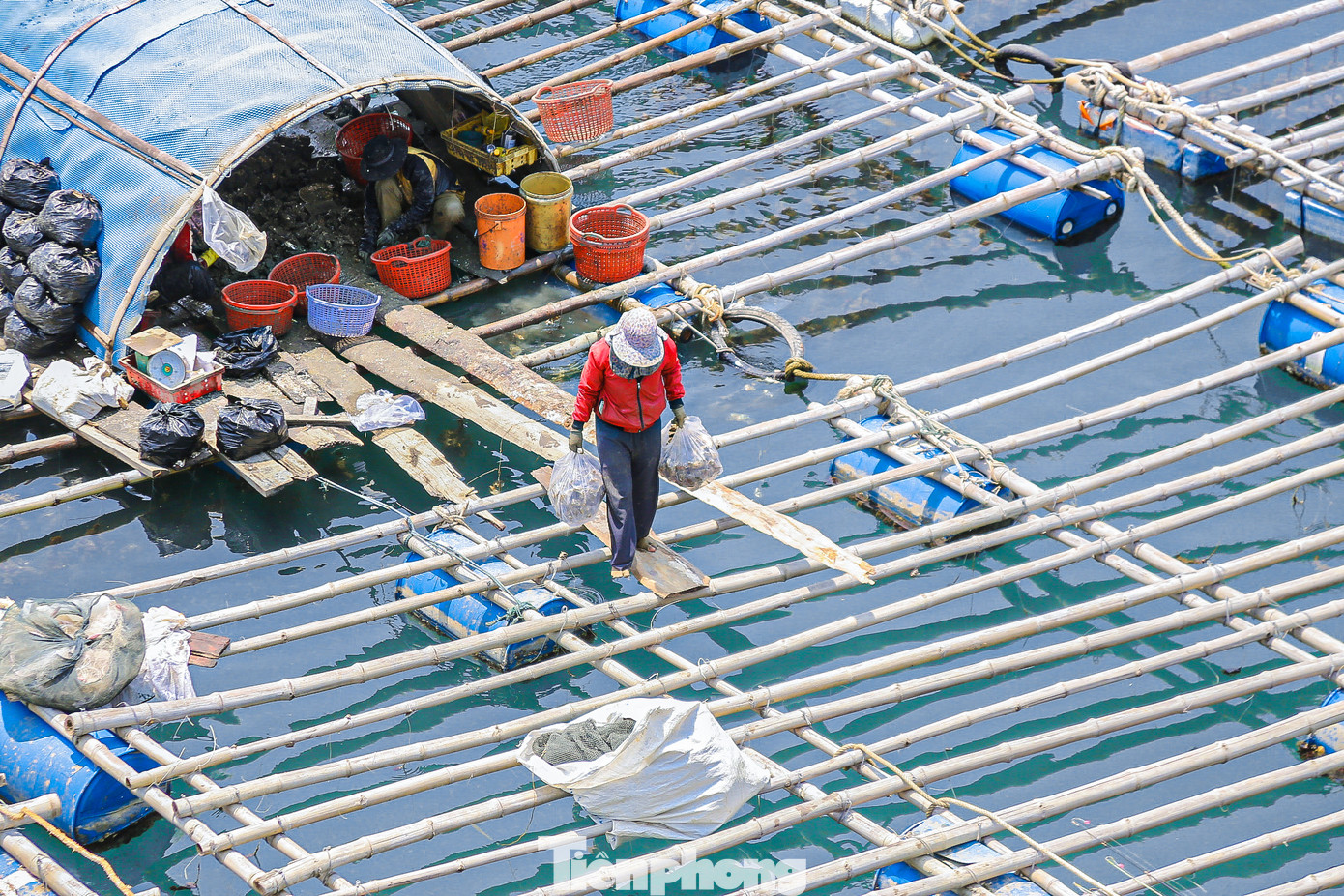 Người dân làm hàu ngay trên những bè gỗ sau đó vận chuyển vào bờ để giao cho thương lái.