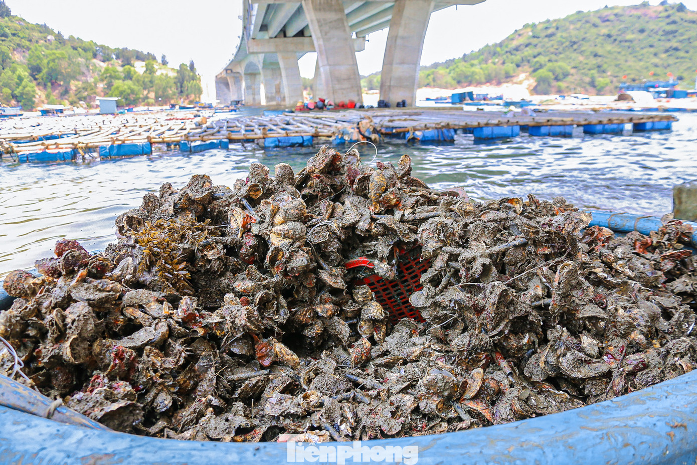 Những thúng hàu đầy ắp được thu hoạch từ những bè gỗ được nuôi trước đó…