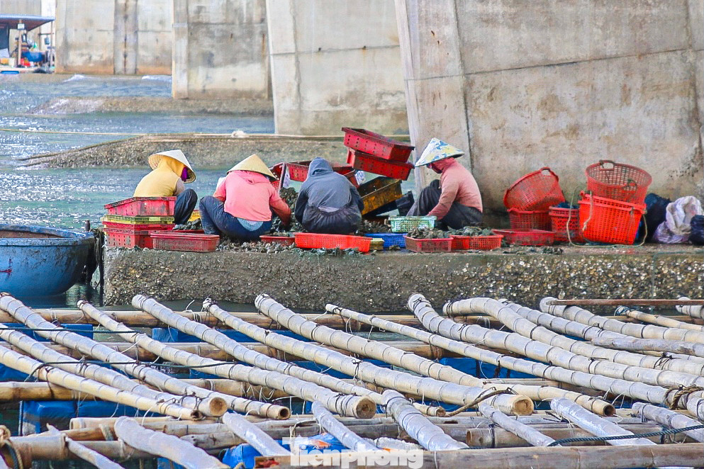 Theo ghi nhận, từ 6h sáng, hàng chục người đã có mặt dưới chân cầu Đề Gi để chuẩn bị cho ngày làm việc của mình. Họ vớt những dây hàu đã được thả dưới bè gỗ từ những tháng trước rồi bắt đầu gỡ hàu thu hoạch.