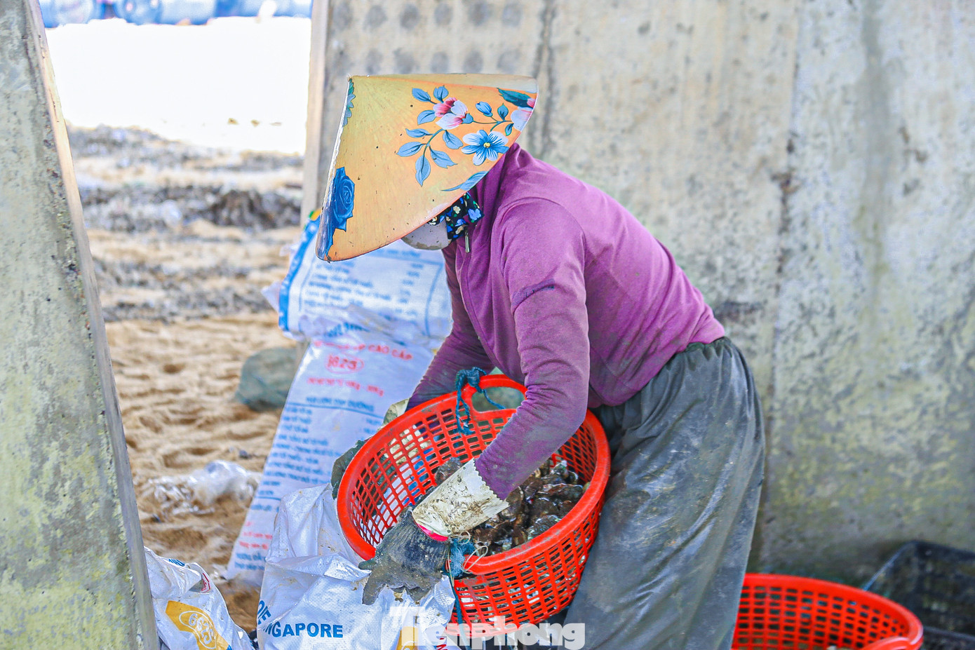 … và người dân bắt đầu tách, chẻ, làm sạch để bỏ cho các nhà hàng, thương lái.