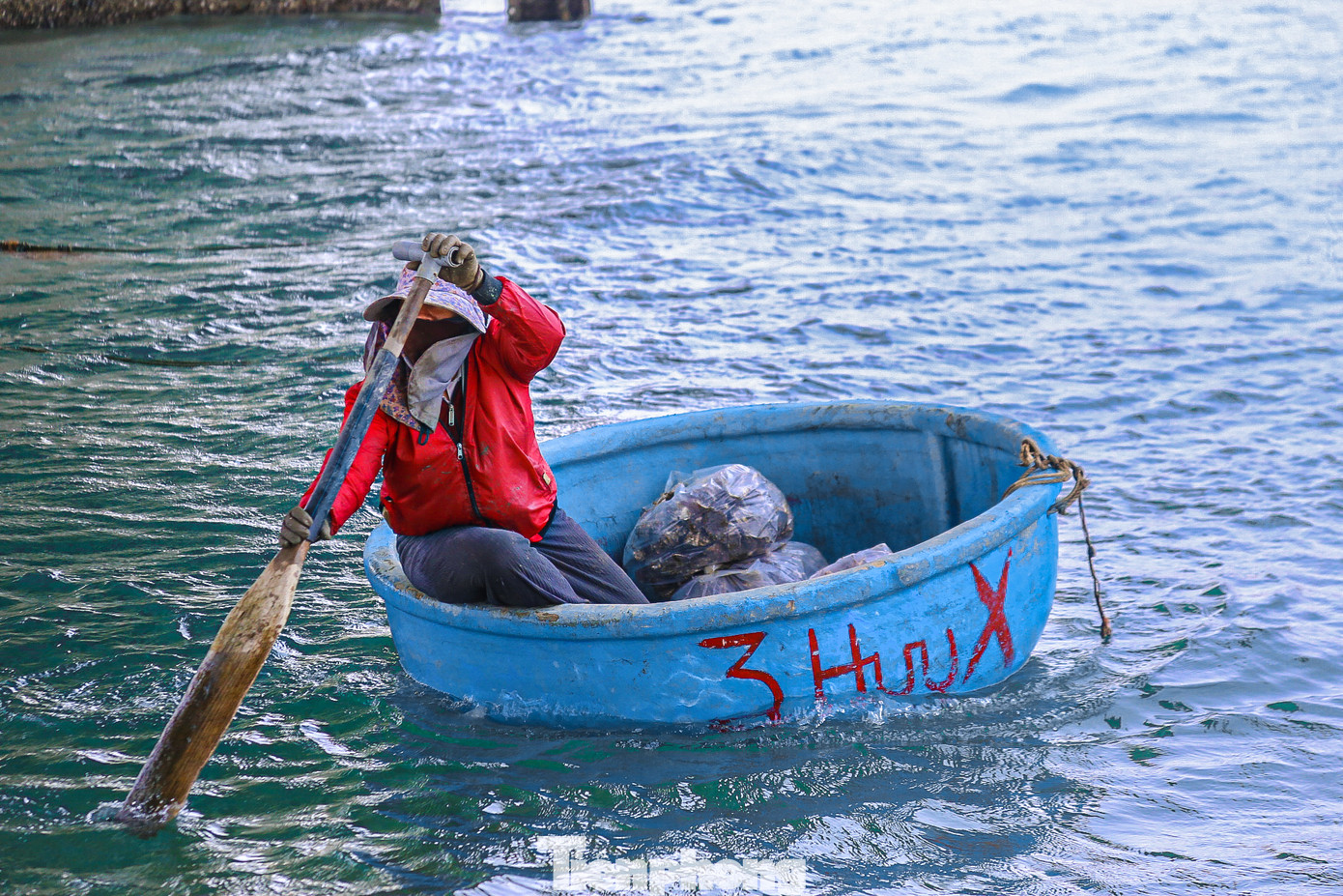 Người dân làm hàu ngay trên những bè gỗ sau đó vận chuyển vào bờ để giao cho thương lái.
