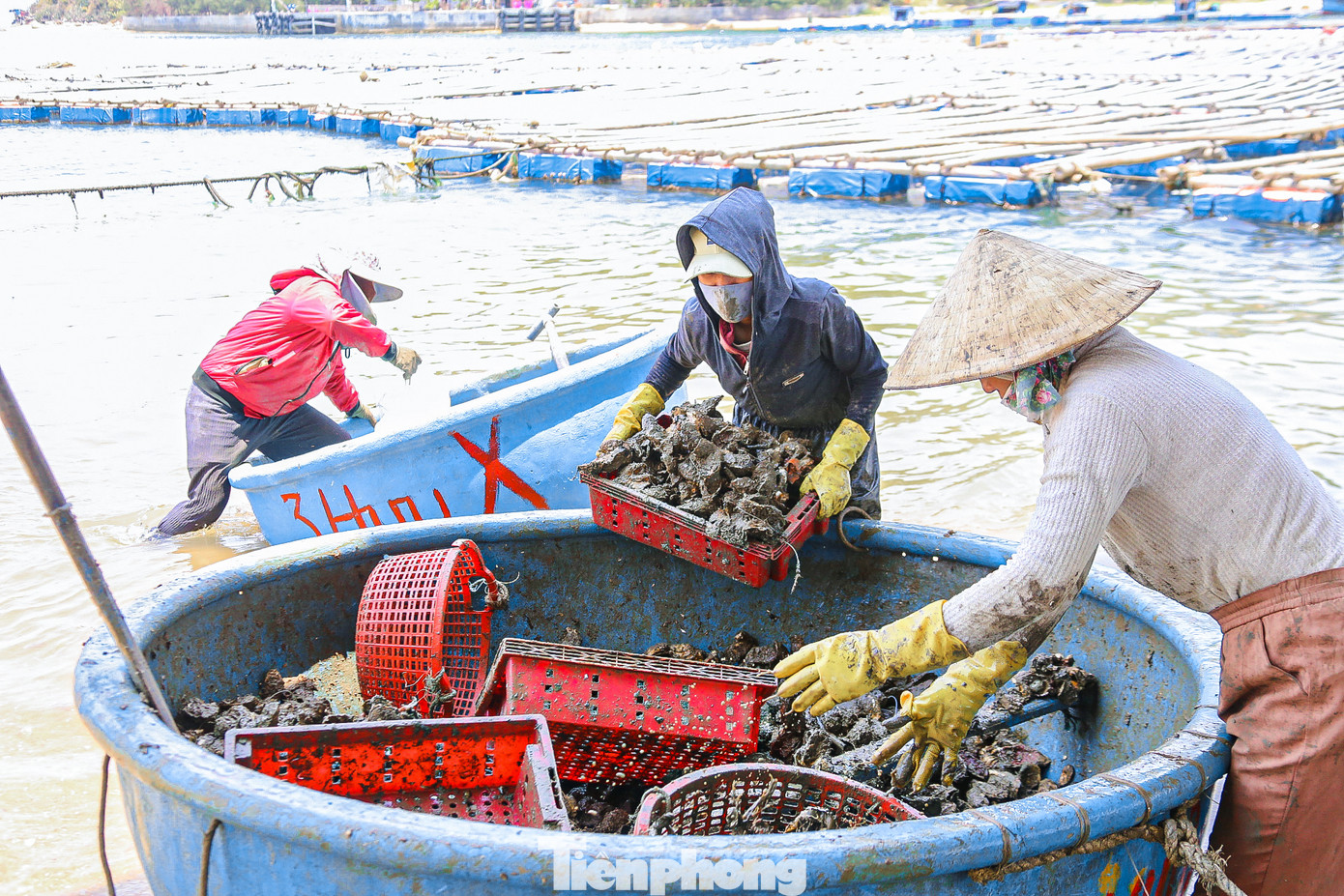 … và người dân bắt đầu tách, chẻ, làm sạch để bỏ cho các nhà hàng, thương lái.