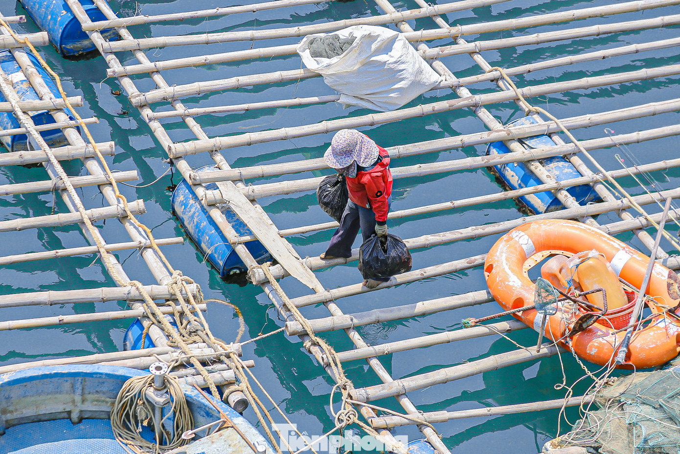 Người dân làm hàu ngay trên những bè gỗ sau đó vận chuyển vào bờ để giao cho thương lái.