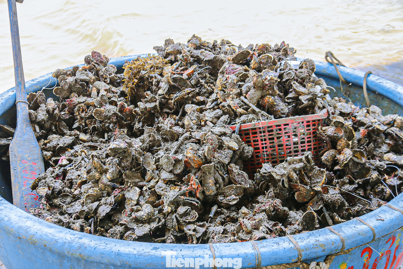 Những thúng hàu đầy ắp được thu hoạch từ những bè gỗ được nuôi trước đó…