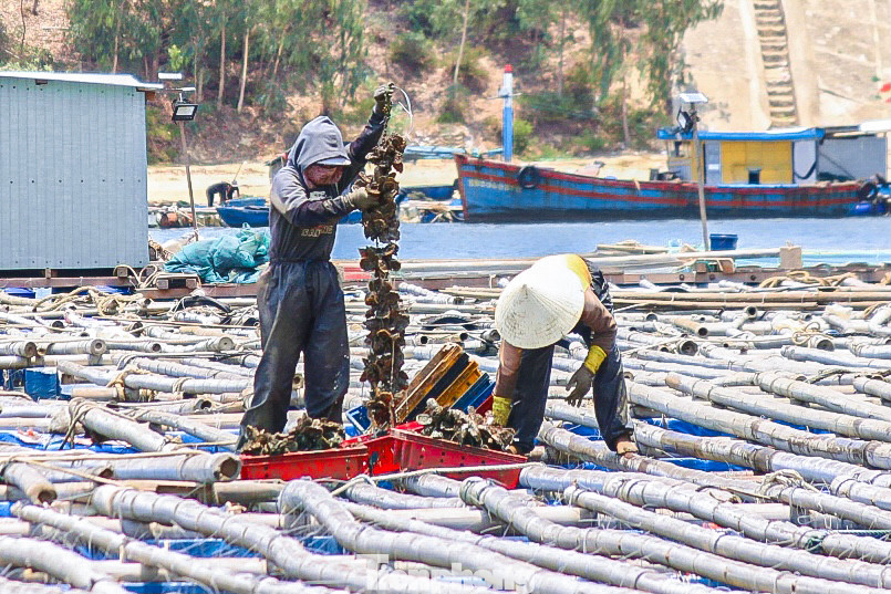 Theo ghi nhận, từ 6h sáng, hàng chục người đã có mặt dưới chân cầu Đề Gi để chuẩn bị cho ngày làm việc của mình. Họ vớt những dây hàu đã được thả dưới bè gỗ từ những tháng trước rồi bắt đầu gỡ hàu thu hoạch.