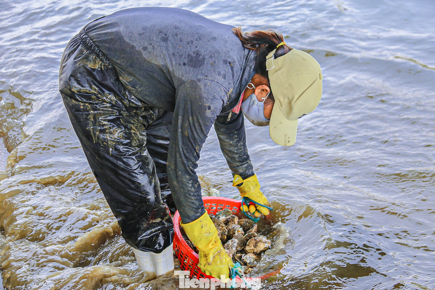 Chị Phan Thị Mai, người được thuê gỡ hàu chia sẻ: “Hàu năm nay nhiều làm không kịp nên nhiều chủ hàu thuê chúng tôi về làm. Mỗi ngày chúng tôi làm từ 7h sáng đến chiều tối cũng gỡ được vài tạ hàu. Nhờ công việc này mà mỗi người ở đây cũng có việc làm, có tiền trang trải cuộc sống hàng ngày”.