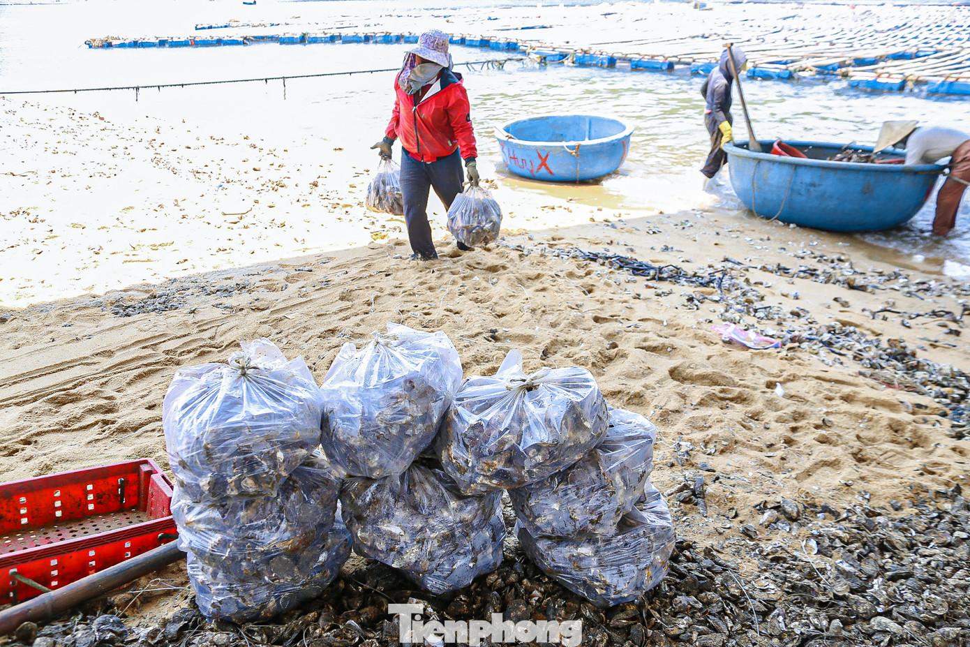 Hàu sau khi làm sạch sẽ được phân loại rồi bỏ vào bao và có giá 12.000 - 15.000 đồng/kg tùy vào kích thước to nhỏ.