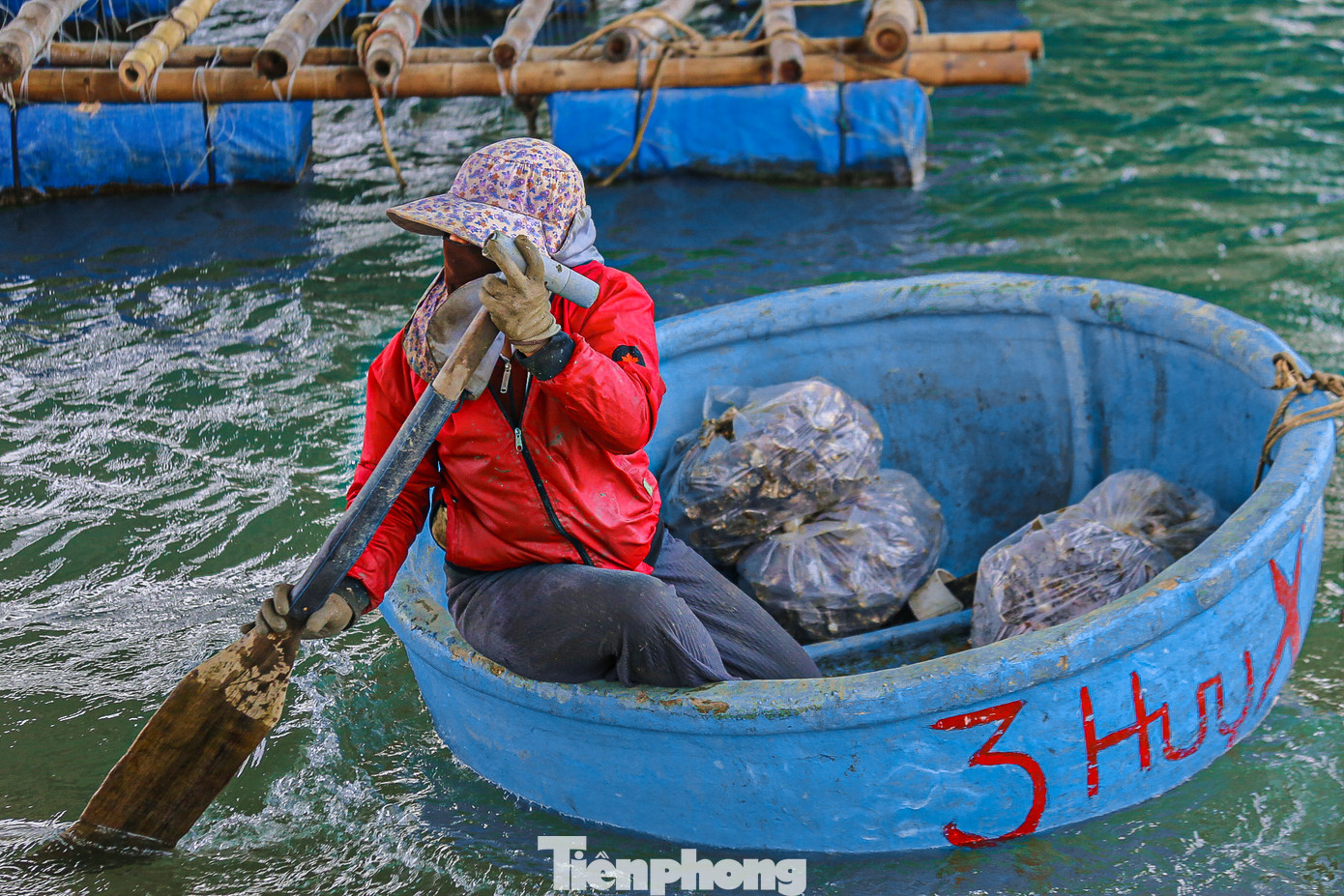 Người dân làm hàu ngay trên những bè gỗ sau đó vận chuyển vào bờ để giao cho thương lái.