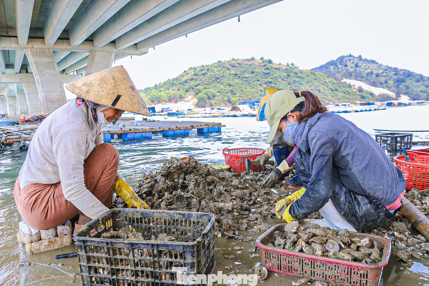 … và người dân bắt đầu tách, chẻ, làm sạch để bỏ cho các nhà hàng, thương lái.