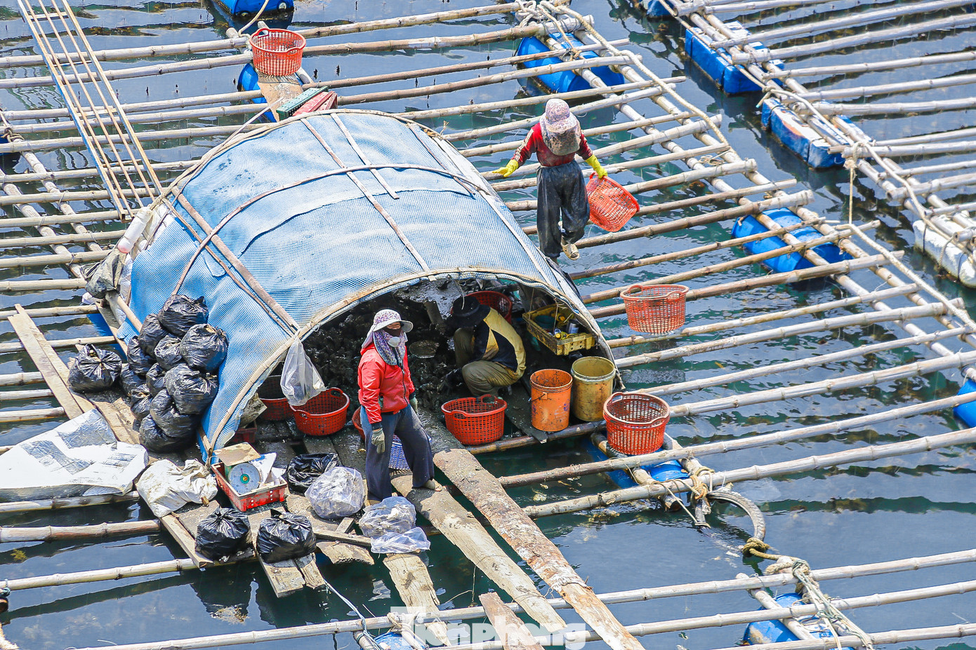 Những ngày này, dù trời nắng nóng như đổ lửa, nhiều hộ dân thôn An Quang, xã Cát Khánh vẫn tất bật thu hoạch hàu. Những thúng hàu đầy ắp khiến ai nấy vui mừng quên đi vất vả, mệt nhọc.