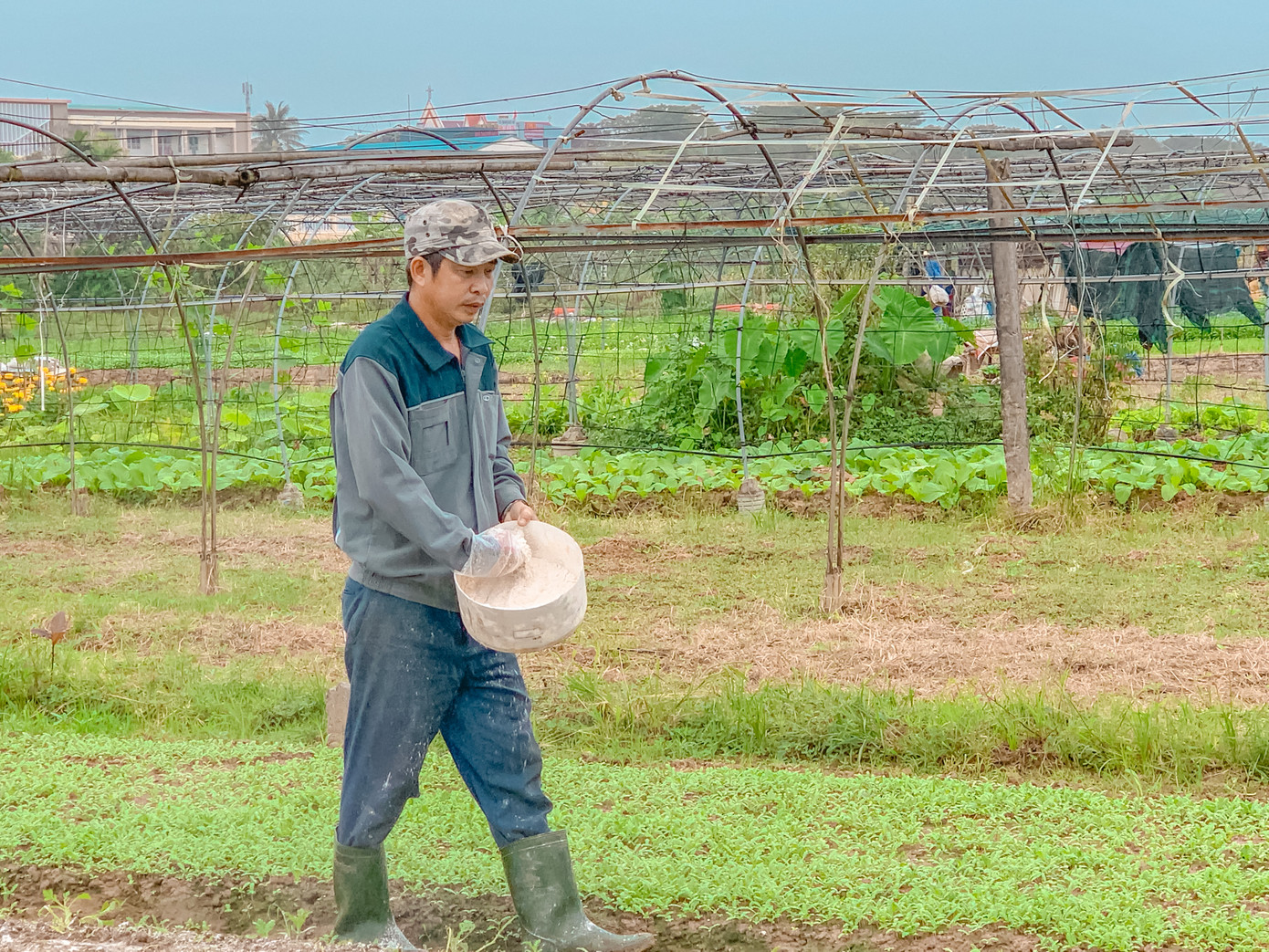 Những luống rau cải đã nảy mầm khoảng hơn 10 ngày nữa là có thể thu hoạch phục vụ Tết.